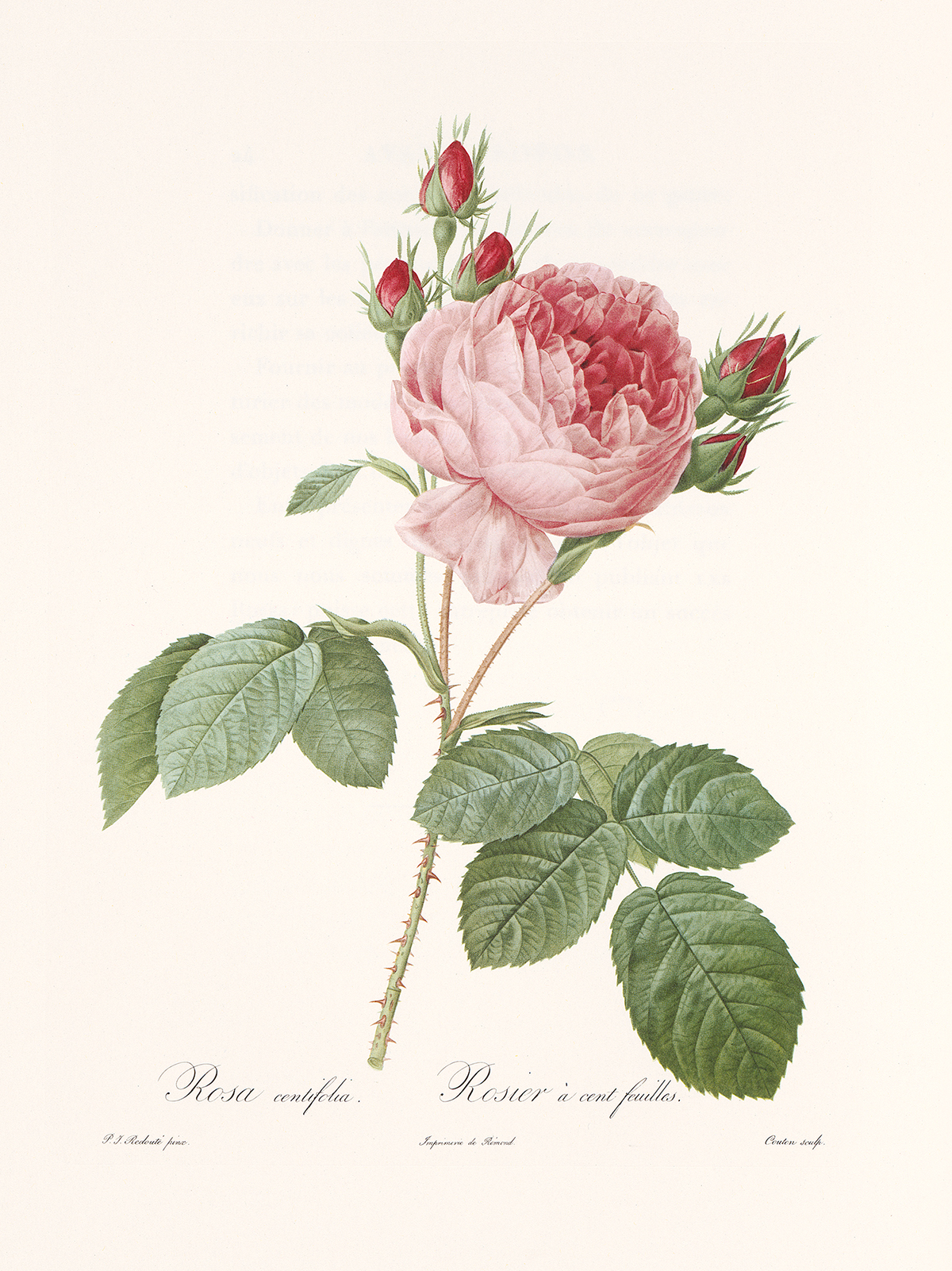 Rosa Centifolia by Redouté - Les Roses. Facsimile giclee prints