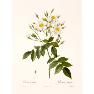 Rosa Moschata by Pierre Joseph Redouté. Les Roses. Heritage Prints. Facsimile Giclee Print taken from the original edition. Certificate of authenticity included.
