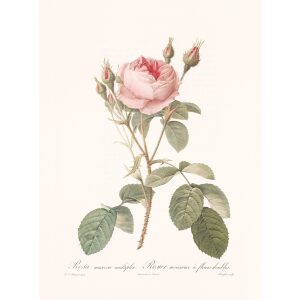 Rosa Muscosa Multiplex by Pierre Joseph Redouté. Les Roses. Heritage Prints. Facsimile Giclee Print taken from the original edition. Certificate of authenticity included.