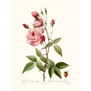 Rosa Indica Vulgaris by Pierre Joseph Redouté. Les Roses. Heritage Prints. Facsimile Giclee Print taken from the original edition. Certificate of authenticity included.