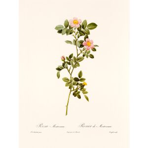 Rosa Montezumae by Pierre Joseph Redouté. Les Roses. Heritage Prints. Facsimile Giclee Print taken from the original edition. Certificate of authenticity included.