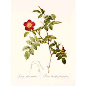 Rosa Alpina Pendulina by Pierre Joseph Redouté. Les Roses. Heritage Prints. Facsimile Giclee Print taken from the original edition. Certificate of authenticity included.