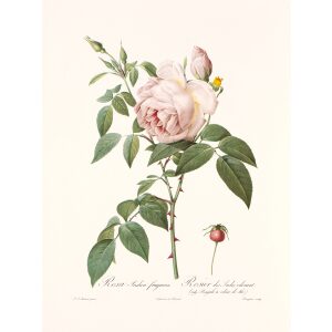 Rosa Indica Fragrans by Pierre Joseph Redouté. Les Roses. Heritage Prints. Facsimile Giclee Print taken from the original edition. Certificate of authenticity included.
