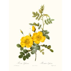 Rosa Eglanteria by Pierre Joseph Redouté. Les Roses. Heritage Prints. Facsimile Giclee Print taken from the original edition. Certificate of authenticity included.