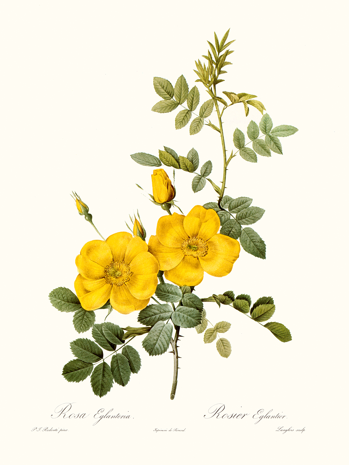 Rosa Eglanteria by Pierre Joseph Redouté. Les Roses. Heritage Prints. Facsimile Giclee Print taken from the original edition. Certificate of authenticity included.