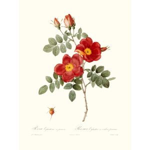 Rosa Eglanteria Punicea by Pierre Joseph Redouté. Les Roses. Heritage Prints. Facsimile Giclee Print taken from the original edition. Certificate of authenticity included.