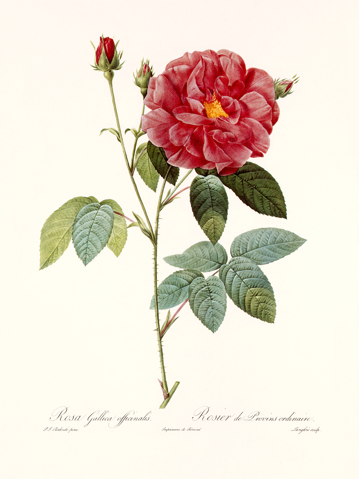 Rosa Gallica Officinalis by Redouté - Les Roses. Facsimile giclee prints