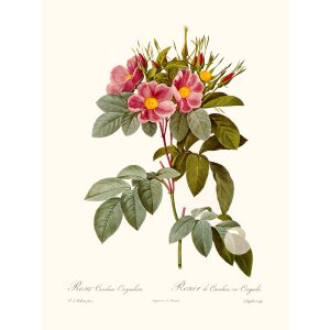 Rosa Carolina Corymbosa by Pierre Joseph Redouté. Les Roses. Heritage Prints. Facsimile Giclee Print taken from the original edition. Certificate of authenticity included.