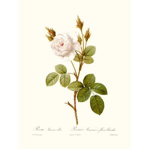 Rosa Muscosa Alba by Pierre Joseph Redouté. Les Roses. Heritage Prints. Facsimile Giclee Print taken from the original edition. Certificate of authenticity included.