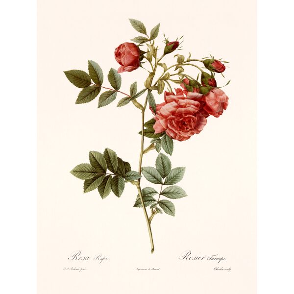 Rosa Rapa by Pierre Joseph Redouté. Les Roses. Heritage Prints. Facsimile Giclee Print taken from the original edition. Certificate of authenticity included.