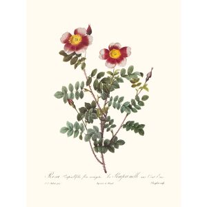 Rosa Pimpinellifolia Major by Pierre Joseph Redouté. Les Roses. Heritage Prints. Facsimile Giclee Print taken from the original edition. Certificate of authenticity included.