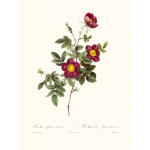 Rosa Alpina Vulgaris by Pierre Joseph Redouté. Les Roses. Heritage Prints. Facsimile Giclee Print taken from the original edition. Certificate of authenticity included.