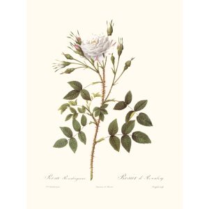 Rosa Rosenbergiana by Pierre Joseph Redouté. Les Roses. Heritage Prints. Facsimile Giclee Print taken from the original edition. Certificate of authenticity included.