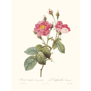 Rosa Centifolia Anemonoides by Pierre Joseph Redouté. Les Roses. Heritage Prints. Facsimile Giclee Print taken from the original edition. Certificate of authenticity included.