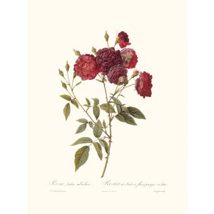 Rosa Indica Subviolacea by Pierre Joseph Redouté. Les Roses. Heritage Prints. Facsimile Giclee Print taken from the original edition. Certificate of authenticity included.