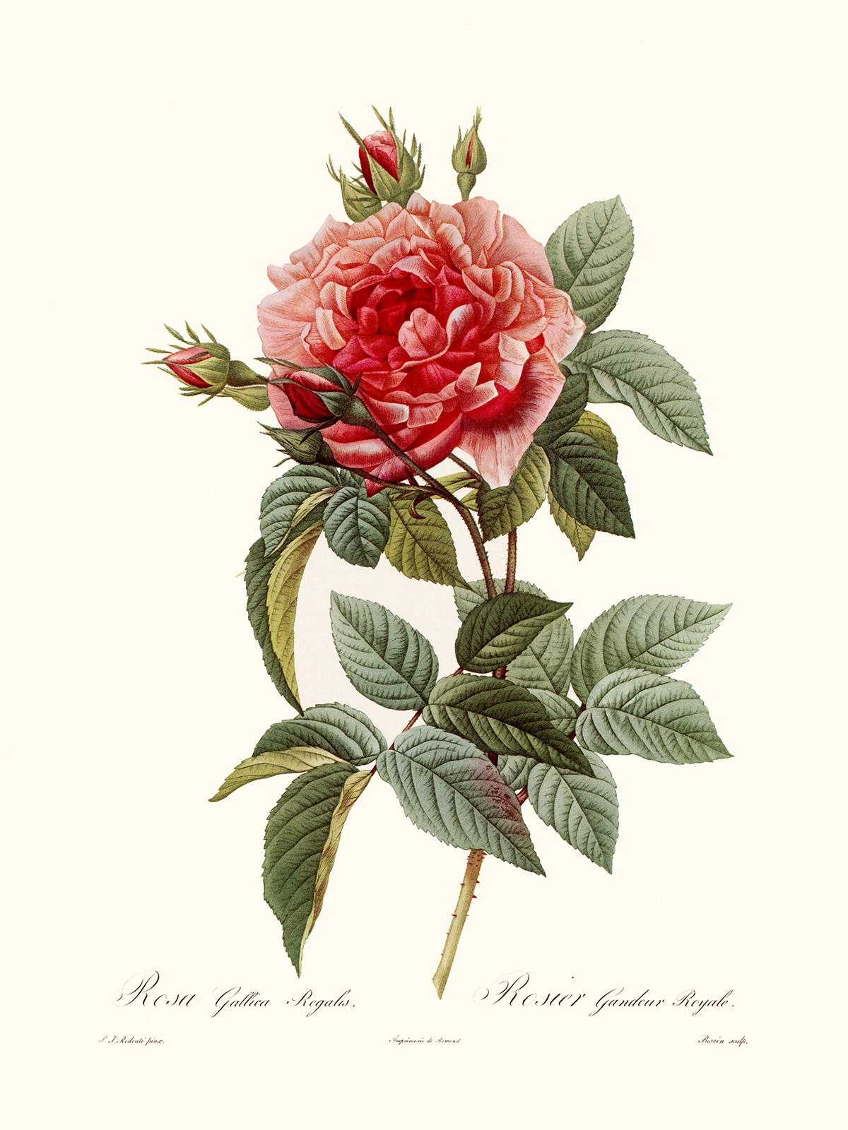 Rosa Gallica Regalis by Pierre Joseph Redouté. Les Roses. Heritage Prints. Facsimile Giclee Print taken from the original edition. Certificate of authenticity included.