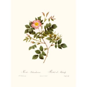 Rosa Malmundariensis by Pierre Joseph Redouté. Les Roses. Heritage Prints. Facsimile Giclee Print taken from the original edition. Certificate of authenticity included.