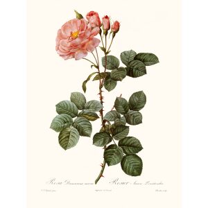 Rosa Damascena Aurora by Pierre Joseph Redouté. Les Roses. Heritage Prints. Facsimile Giclee Print taken from the original edition. Certificate of authenticity included.