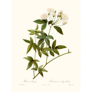 Rosa Banksiae by Pierre Joseph Redouté. Les Roses. Heritage Prints. Facsimile Giclee Print taken from the original edition. Certificate of authenticity included.