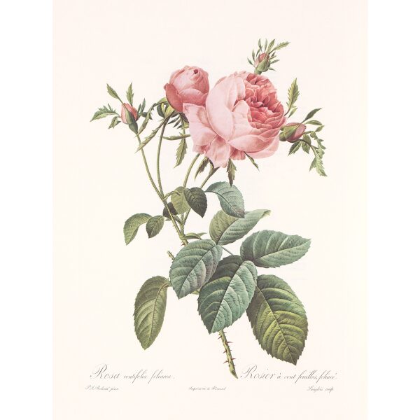 Rosa Centifolia Foliacea by Pierre Joseph Redouté. Les Roses. Heritage Prints. Facsimile Giclee Print taken from the original edition. Certificate of authenticity included.