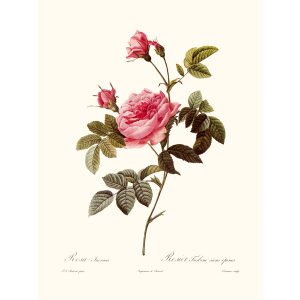 Rosa Inermis