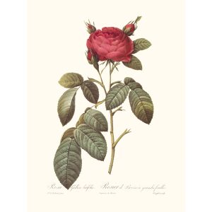Rosa Gallica Latifolia by Pierre Joseph Redouté. Les Roses. Heritage Prints. Facsimile Giclee Print taken from the original edition. Certificate of authenticity included.