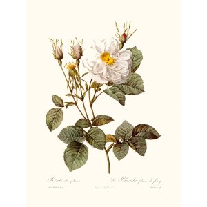 Rosa Alba Foliacea by Pierre Joseph Redouté. Les Roses. Heritage Prints. Facsimile Giclee Print taken from the original edition. Certificate of authenticity included.