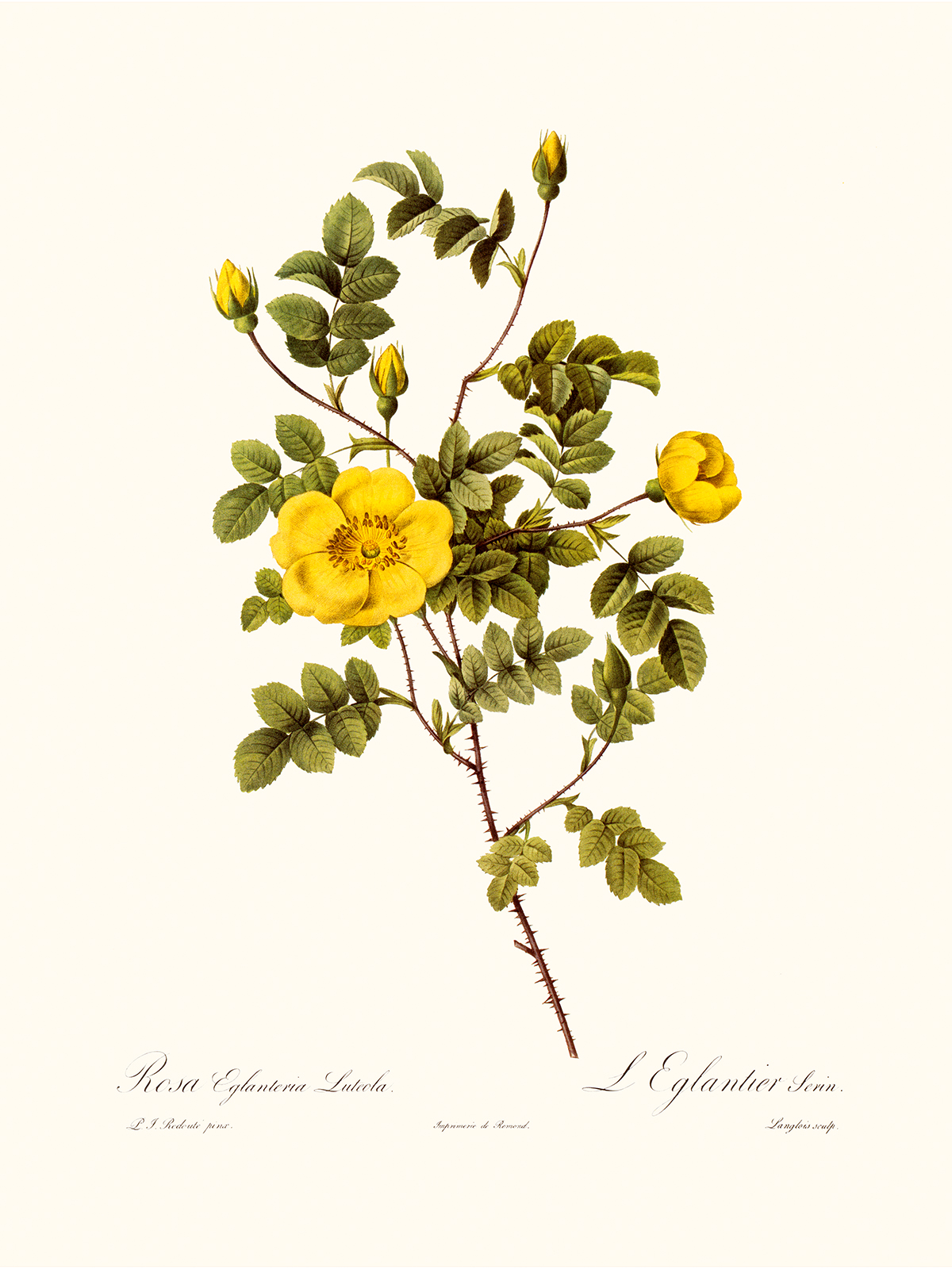 Rosa Aglantria Luteola by Pierre Joseph Redouté. Les Roses. Heritage Prints. Facsimile Giclee Print taken from the original edition. Certificate of authenticity included.