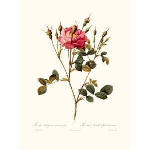 Rosa Rubiginosa Anemone Flora by Pierre Joseph Redouté. Les Roses. Heritage Prints. Facsimile Giclee Print taken from the original edition. Certificate of authenticity included.