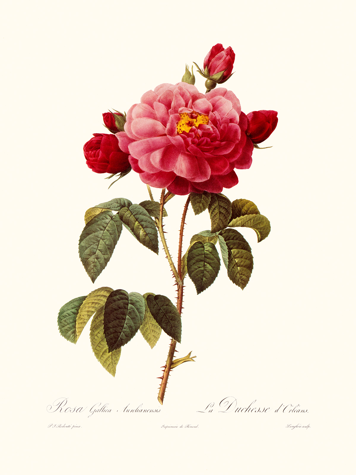 Rosa Gallica Aurelianensis by Pierre Joseph Redouté. Les Roses. Heritage Prints. Facsimile Giclee Print taken from the original edition. Certificate of authenticity included.