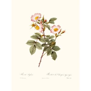 Rosa Stylosa by Pierre Joseph Redouté. Les Roses. Heritage Prints. Facsimile Giclee Print taken from the original edition. Certificate of authenticity included.