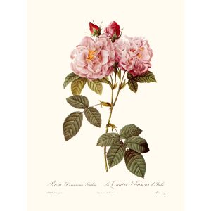 Rosa Damascena Italica by Pierre Joseph Redouté. Les Roses. Heritage Prints. Facsimile Giclee Print taken from the original edition. Certificate of authenticity included.