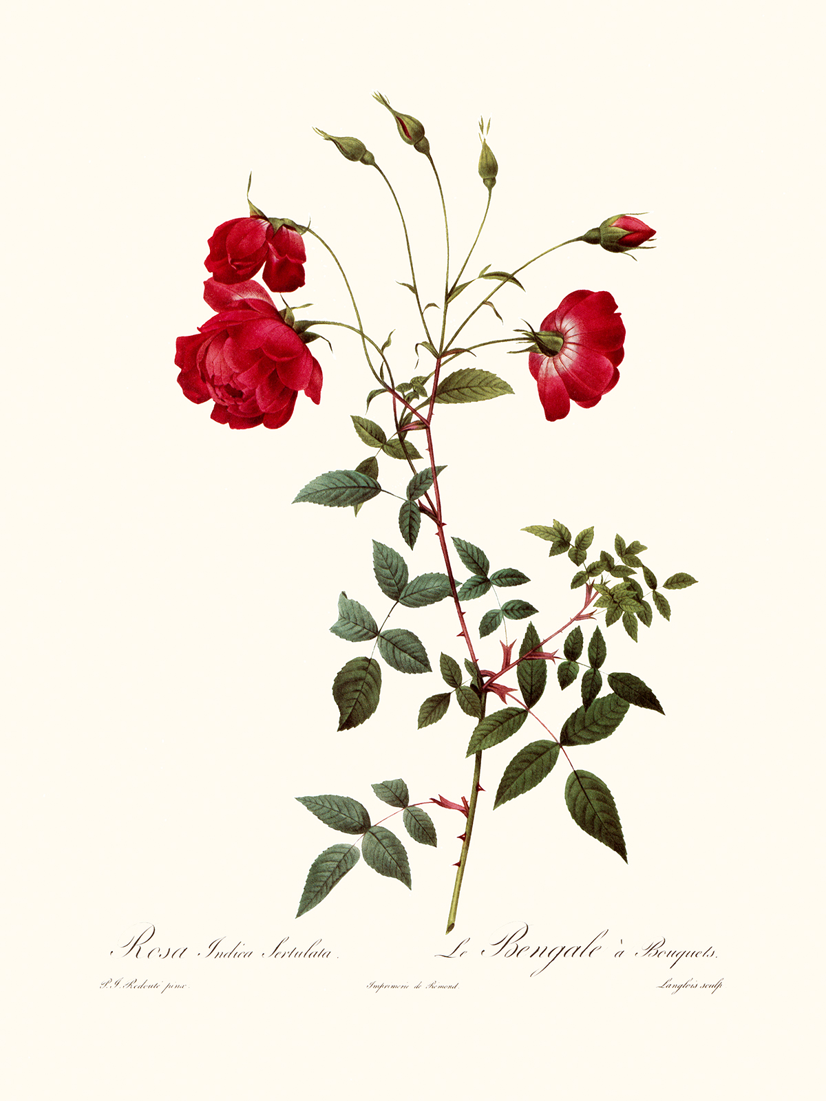 Rosa Indica Sertulata by Pierre Joseph Redouté. Les Roses. Heritage Prints. Facsimile Giclee Print taken from the original edition. Certificate of authenticity included.