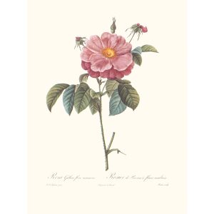 Rosa Gallica Flore Marmoreo by Pierre Joseph Redouté. Les Roses. Heritage Prints. Facsimile Giclee Print taken from the original edition. Certificate of authenticity included.