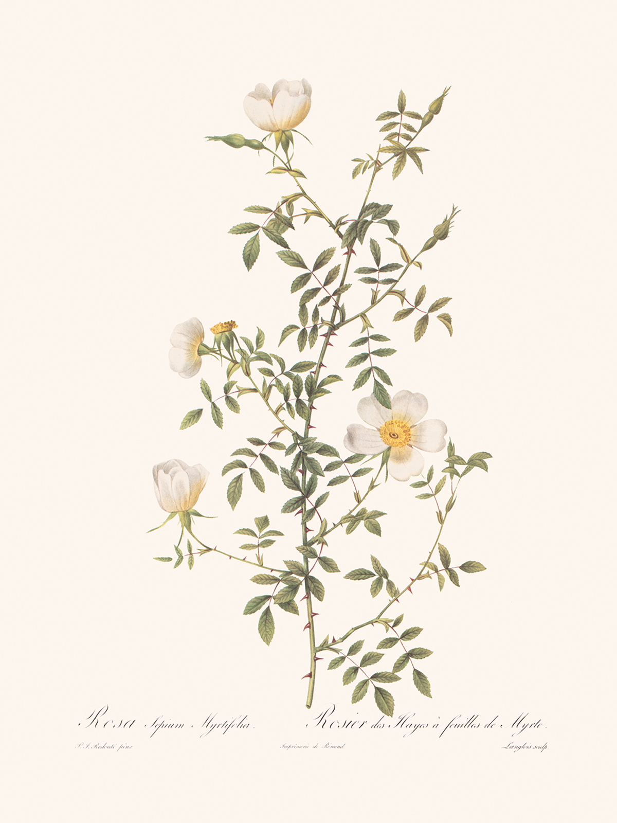 Rosa Sepium Myrtifolia by Pierre Joseph Redouté. Les Roses. Heritage Prints. Facsimile Giclee Print taken from the original edition. Certificate of authenticity included.