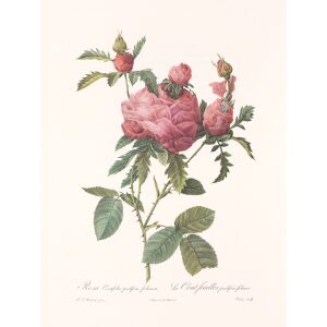 Rosa Centifolia Prolifera Foliacea by Pierre Joseph Redouté. Les Roses. Heritage Prints. Facsimile Giclee Print taken from the original edition. Certificate of authenticity included.