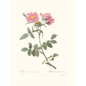 Rosa Collina Monsoniana by Pierre Joseph Redouté. Les Roses. Heritage Prints. Facsimile Giclee Print taken from the original edition. Certificate of authenticity included.