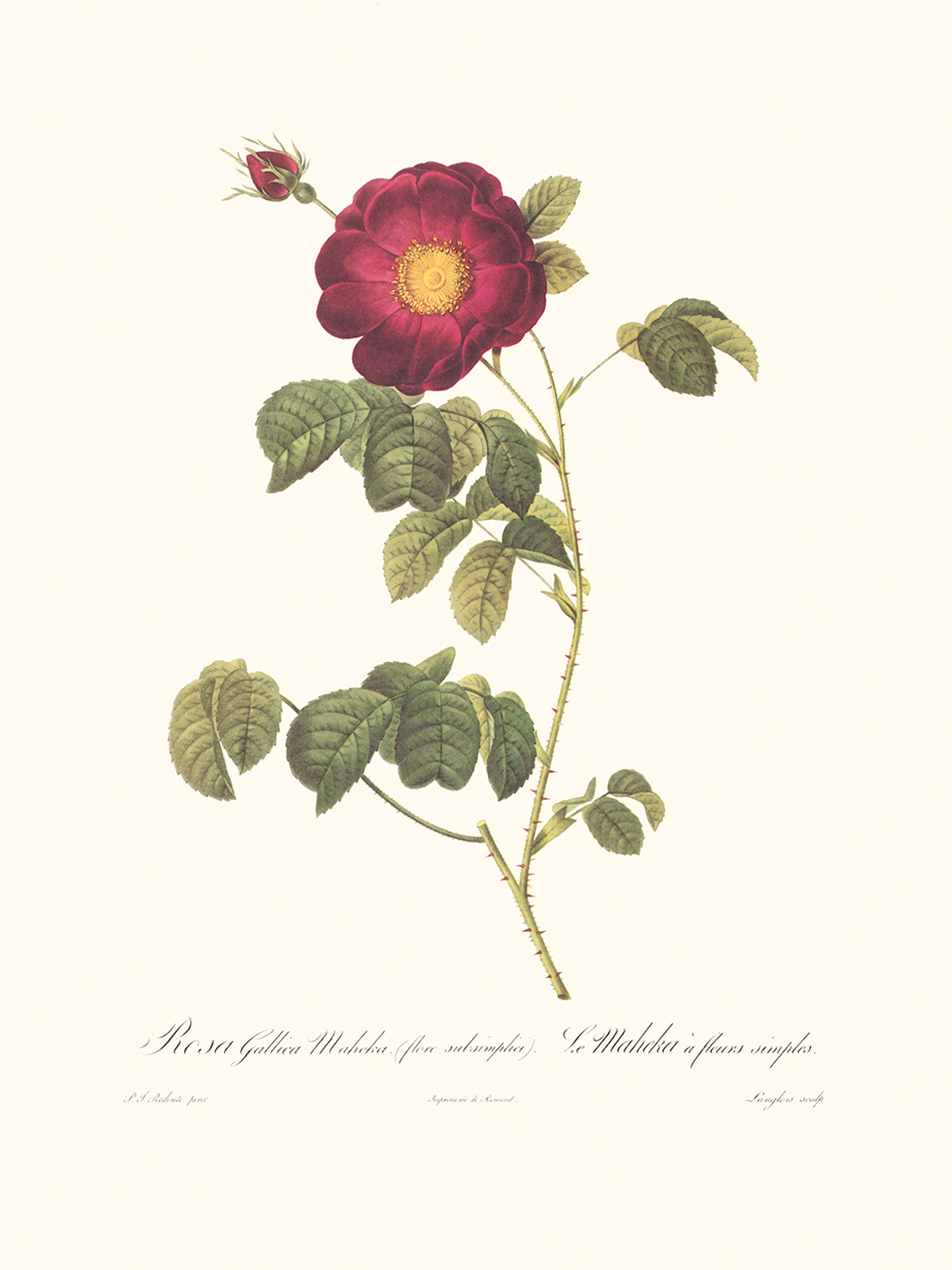 Rosa gallica