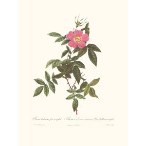 Rosa Reclinata Flore Simplici by Pierre Joseph Redouté. Les Roses. Heritage Prints. Facsimile Giclee Print taken from the original edition. Certificate of authenticity included.