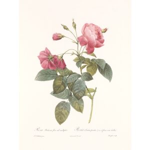 Rosa Reclinata Flore Submultiplici by Pierre Joseph Redouté. Les Roses. Heritage Prints. Facsimile Giclee Print taken from the original edition. Certificate of authenticity included.