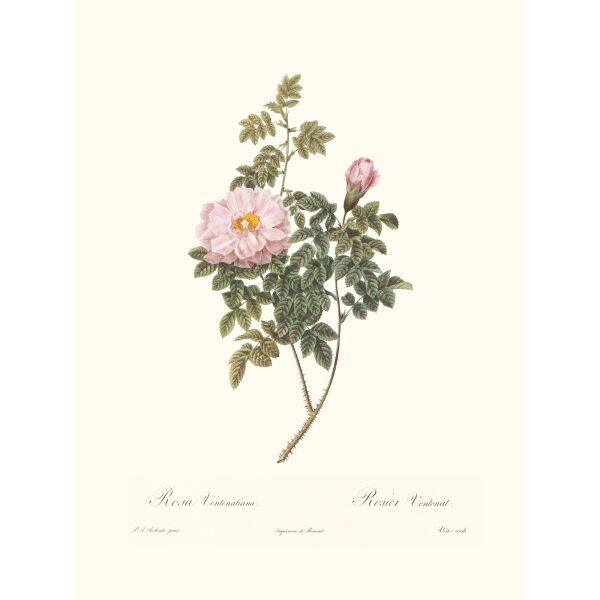 Rosa Ventenatiana by Pierre Joseph Redouté. Les Roses. Heritage Prints. Facsimile Giclee Print taken from the original edition. Certificate of authenticity included.