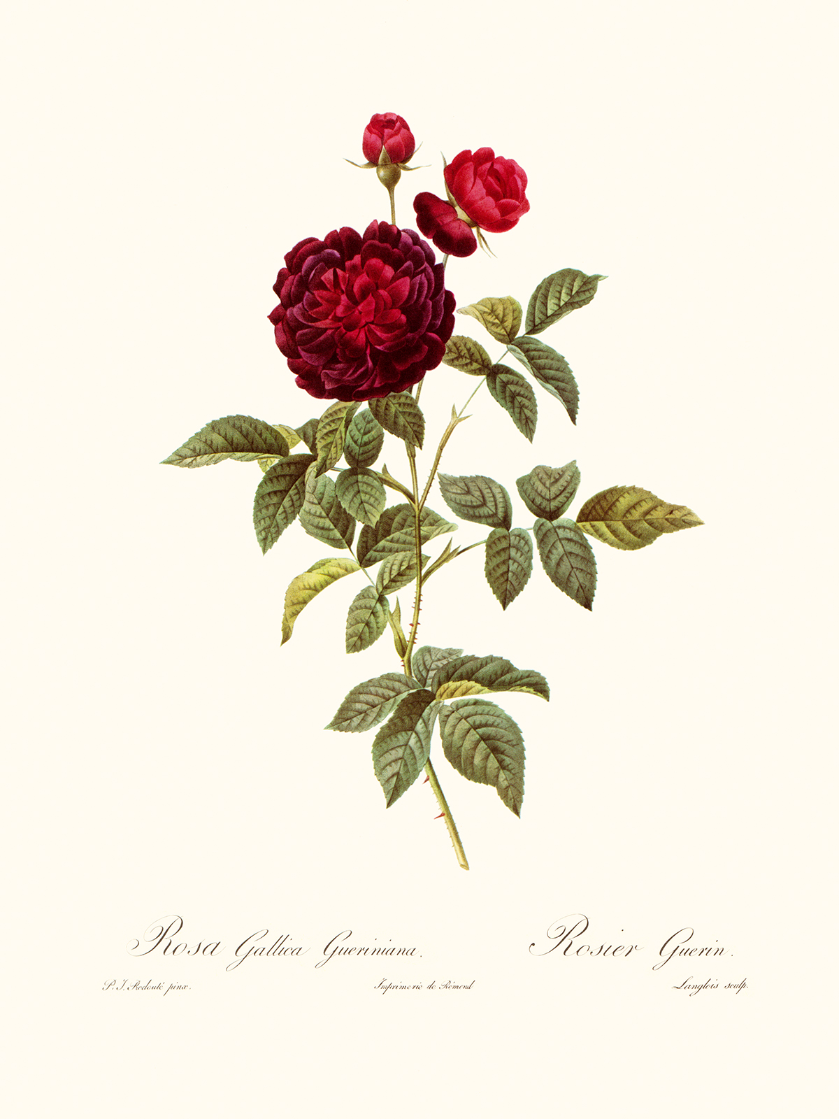 Rosa Gallica Gueriniana by Pierre Joseph Redouté. Les Roses. Heritage Prints. Facsimile Giclee Print taken from the original edition. Certificate of authenticity included.