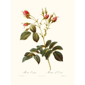 Rosa Villosa Evrathiana