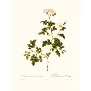 Rosa Rubiginosa Vaillantiana by Pierre Joseph Redouté. Les Roses. Heritage Prints. Facsimile Giclee Print taken from the original edition. Certificate of authenticity included.