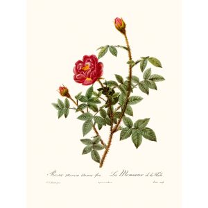 Rosa Musosa Anemone Flora by Pierre Joseph Redouté. Les Roses. Heritage Prints. Facsimile Giclee Print taken from the original edition. Certificate of authenticity included.