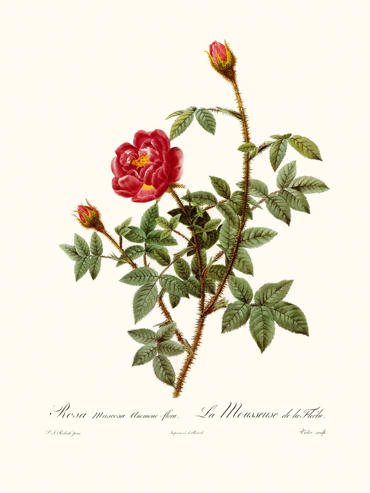 Rosa Musosa Anemone Flora by Pierre Joseph Redouté. Les Roses. Heritage Prints. Facsimile Giclee Print taken from the original edition. Certificate of authenticity included.