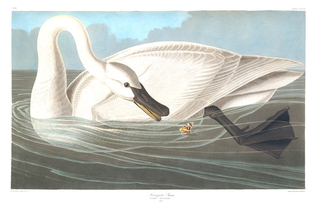 Birds of America Heritage Prints Special Edition