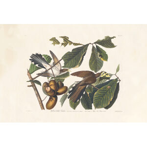 Audubon Birds of America Plate 002 Yellow-billed Cuckoo
