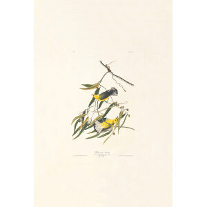 Audubon Birds of America Plate 003 Prothonotary Warbler
