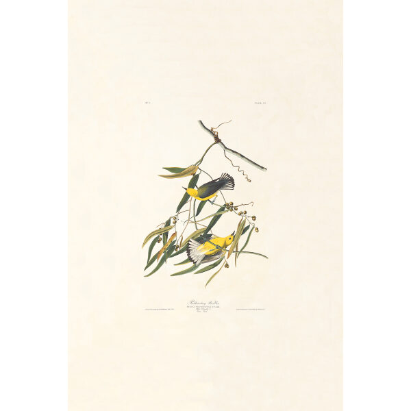 Audubon Birds of America Plate 003 Prothonotary Warbler